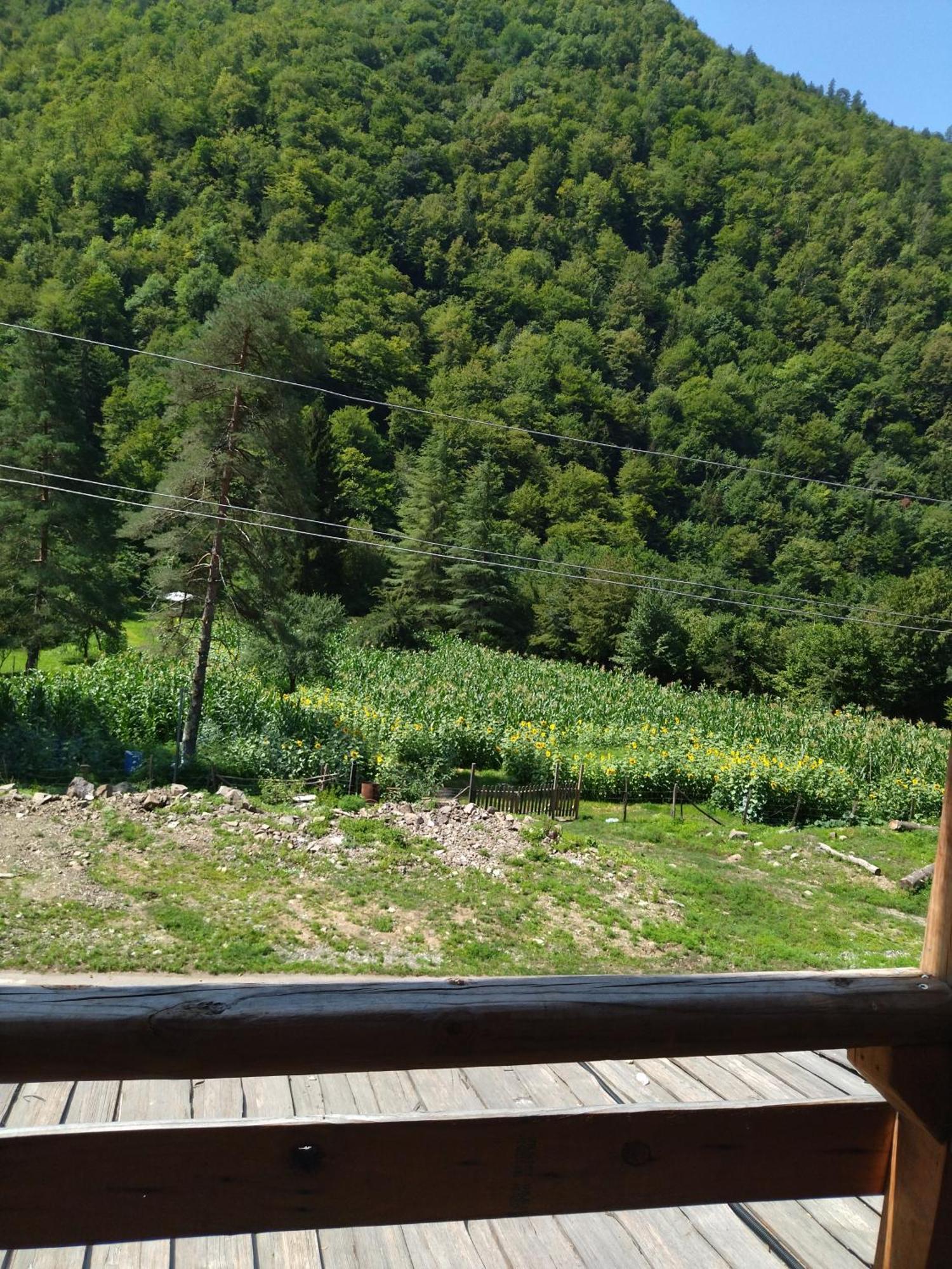 Hotel Alismereti Zekari Kültér fotó
